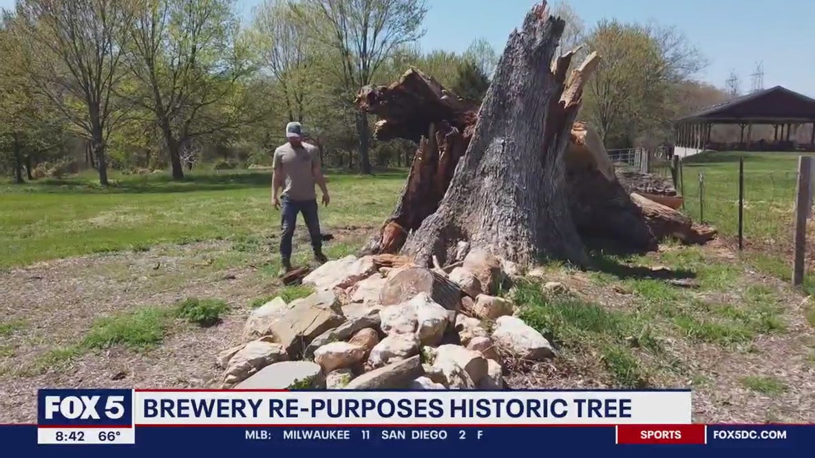 250-year-old oak tree toppled at local brewery is being repurposed